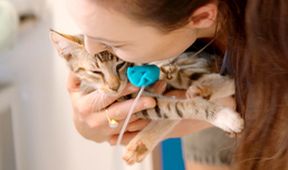 Australský veterinář II (3)