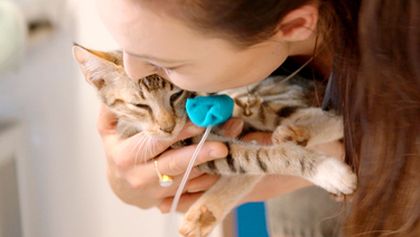 Australský veterinář II (3)