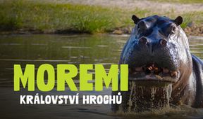 Moremi, království hrochů