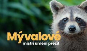 Mývalové - mistři umění přežít