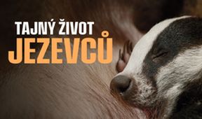 Tajný život jezevců