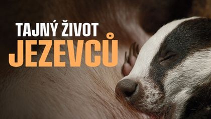 Tajný život jezevců