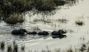 Okavango - řeka snů (1)