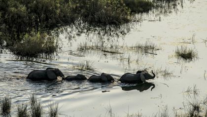 Okavango - řeka snů (1)