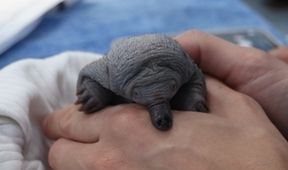Záchranáři divokých zvířat: Austrálie (2)