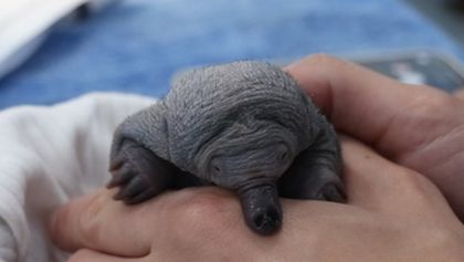 Záchranáři divokých zvířat: Austrálie (2)