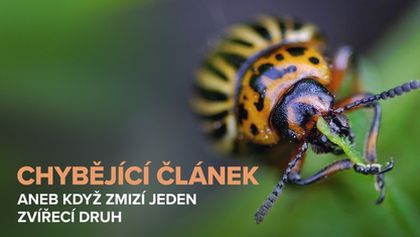 Chybějící článek aneb Když zmizí jeden zvířecí druh