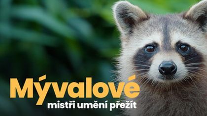 Mývalové - mistři umění přežít