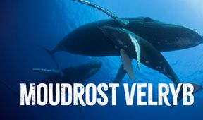 Moudrost velryb