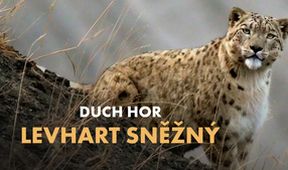Duch hor - levhart sněžný