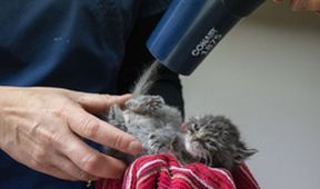 Veterináři z Nebrasky II (2)