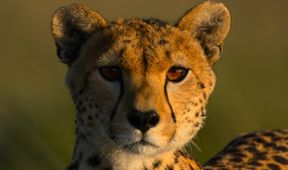 Velkolepá zvířata Afriky (3)