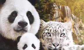 Born in China