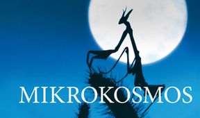 Mikrokosmos, Kino Art