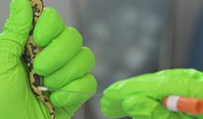 Mloci - vzor adaptability v přírodě