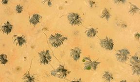 Oasis