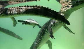 Jezero tisíce kajmanů