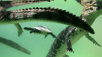Jezero tisíce kajmanů