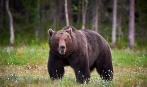Medvědům grizzly tváří v tvář