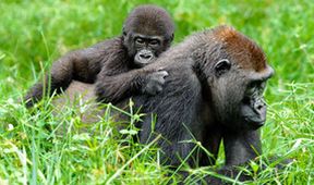 Gorily mezi Prahou a Afrikou