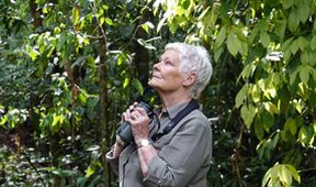Divoké Borneo Judi Denchové