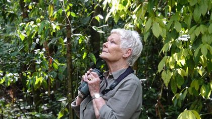 Divoké Borneo Judi Denchové