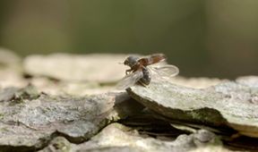 Rakousko: Jedna země, šest národních parků (1)