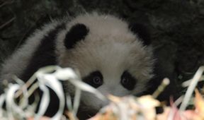 Pandy putují zpět do přírody