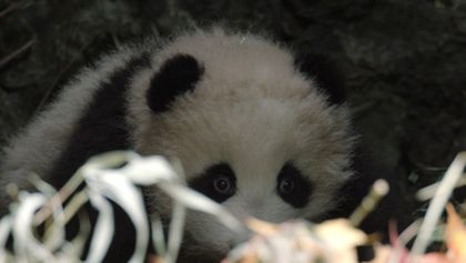 Pandy putují zpět do přírody