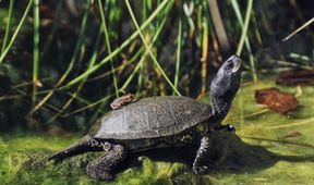 Rakousko: Jedna země, šest národních parků (1)