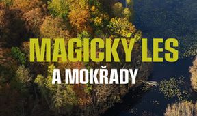 Magický les a mokřady