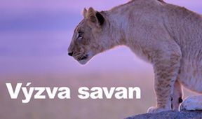 Výzva savan