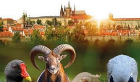 Natura w Jedynce - Dzika Praga