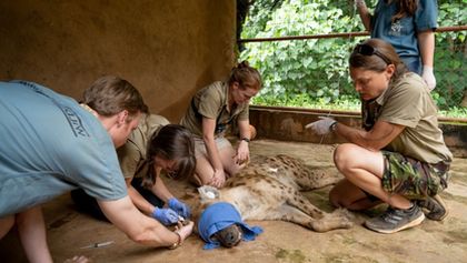 Záchrana divokých zvířat v Malawi II (3)