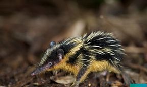 Madagaskar (Zjavenia Panny Márie v Anosivolakely)