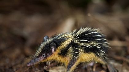 Madagaskar (Zjavenia Panny Márie v Anosivolakely)