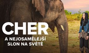 Cher a nejosamělejší slon na světě