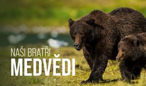Naši bratři medvědi