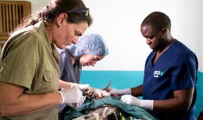 Záchrana divokých zvířat v Malawi (5)