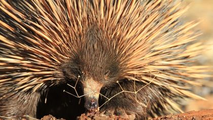 Divoká Austrálie: Odhodlání přežít (1)
