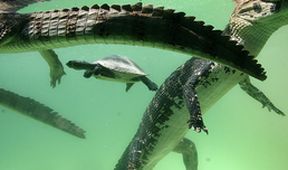 Jezero tisíce kajmanů