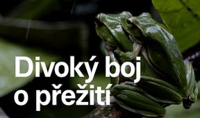 Divoký boj o přežití (9)