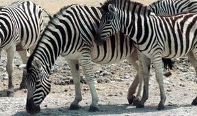 Život ve vedrech: Afrika (4)