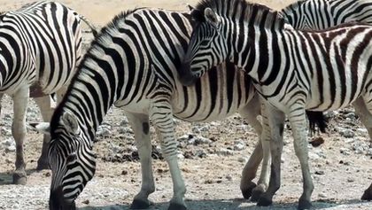 Život ve vedrech: Afrika (4)