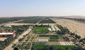 Oasis