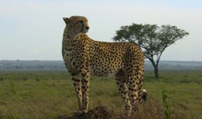 Velkolepá zvířata Afriky (2)