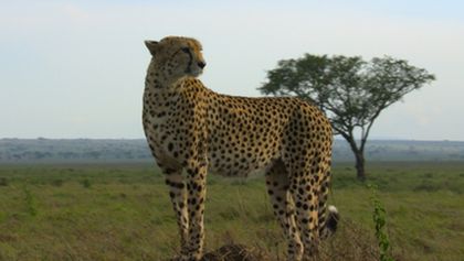 Velkolepá zvířata Afriky (2)
