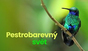 Pestrobarevný svět