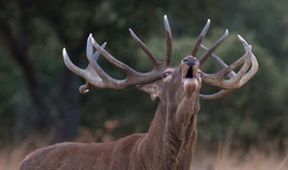 Dehesa: Les rysa iberského