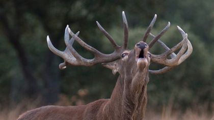 Dehesa: Les rysa iberského